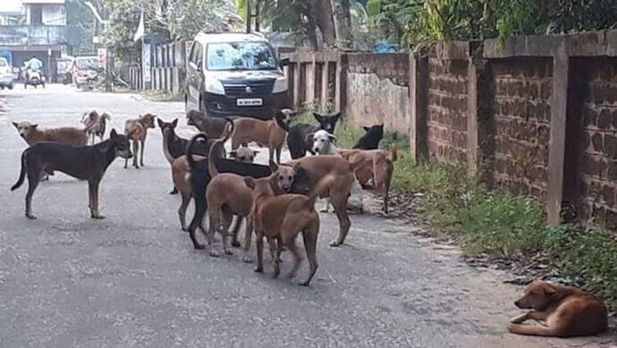 ৩০০টি কুকুরকে বিষ দিয়ে মারল অন্ধ্রের একটি গ্রাম, ঘটনা সামনে আসতে উত্তেজনা চরমে