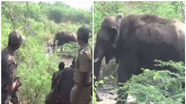 Villager killed by wild elephant in Chhattisgarh