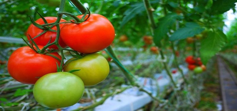 Wire Mesh Is support To Maintain Tomato crop