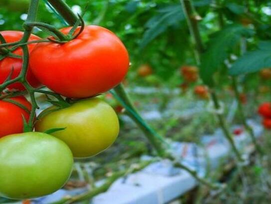 madhya-pradesh farmers taken big decision to not export tomato to Pakistan after pulwama attack