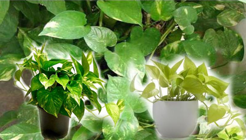 6 Benefits of money plant vastu plant