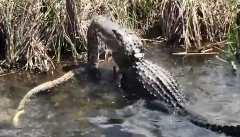 fight with python and alligator videos goes viral in social media