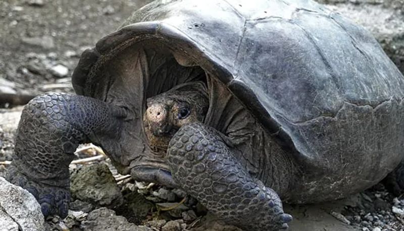 tortoise found after 100 years