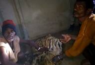 Illegal poaching of tiger in Madhya Pradesh