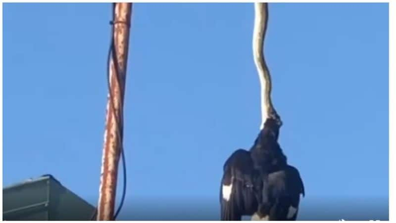 snake attack and kill crow