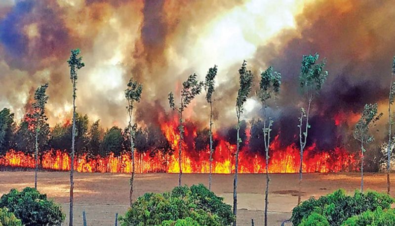 Fire in Bandipur Tiger Reserve Destroys Thousands of Acres of Forest Land