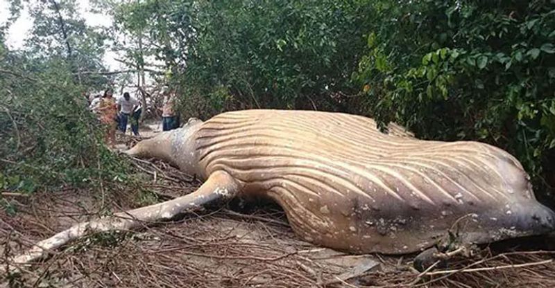 36-Foot Whale Found Dead In The Middle Of Amazon Jungle