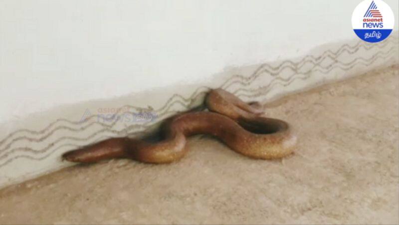 Rare Varity Snake Caught Visual