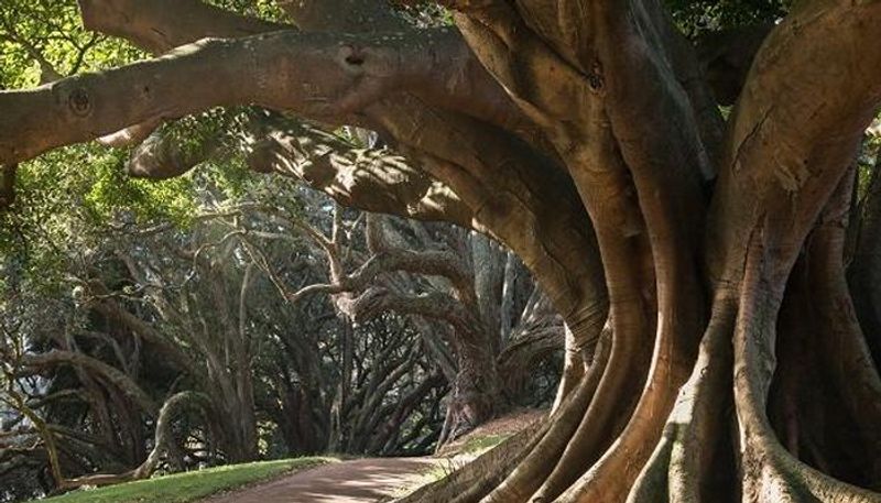 100-year-old banyan tree goes missing from Whitefield, complaint filed