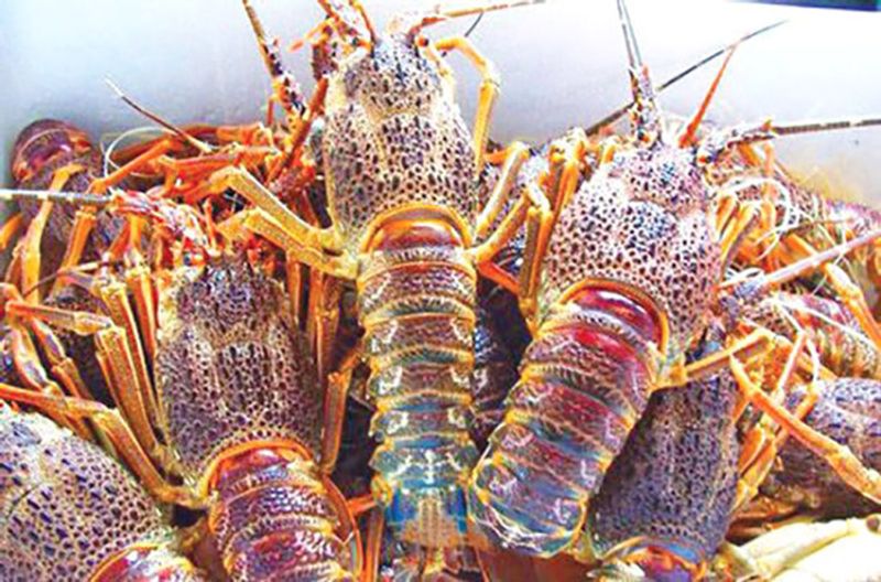 lobster season begins in oman