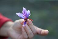 Kashmir saffron kesar produce drops low