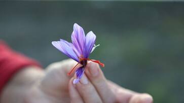 Kashmir saffron kesar produce drops low