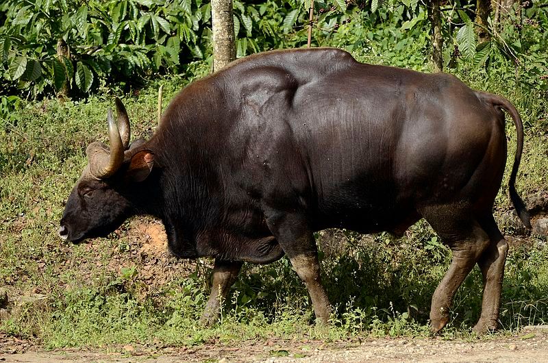 Serial Death Of Wild buffaloes in Karwar