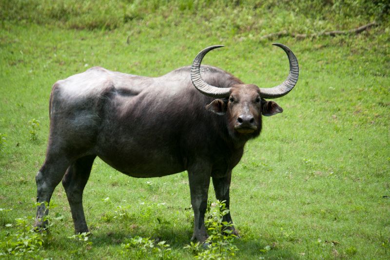 Wild buffalo and deer found in udupi