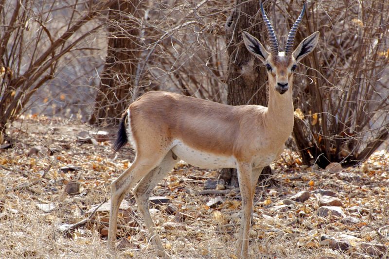 Bukkapatna Chinkara Wildlife Sanctuary in Tumakuru gets notified by Karnataka government