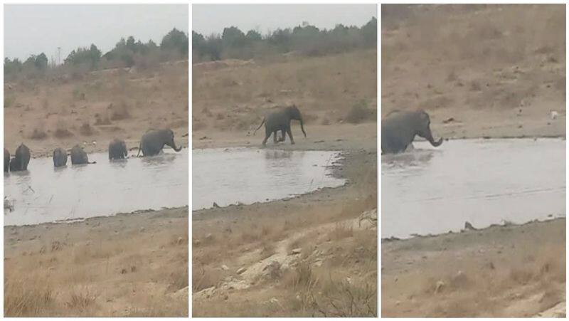 The dog watched the crowd dug up and saw the dog ... the elephant throwing the video ... the video footage !!