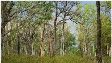 Officials order axing of 800 tress in Karnataka, Kumaraswamy directs team to abandon plan