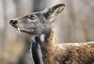 India has loneliest musk deer in the world Kufri Himachal Pradesh