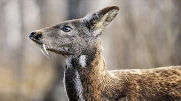 India has loneliest musk deer in the world