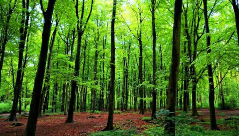 Project Vruksha: Tree census yet to start in Bengaluru due to BBMP apathy