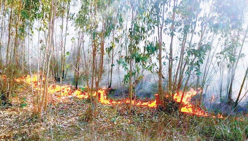 After Bandipur Wildfire starts in Sollepura Reserve Forest