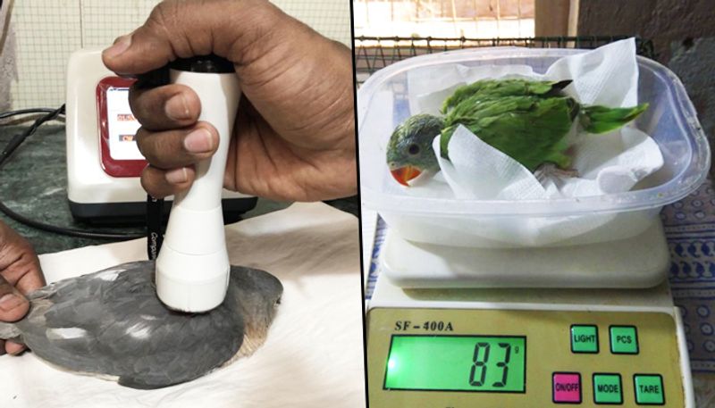 Bengaluru heat takes toll on birds helpline numbers citizens