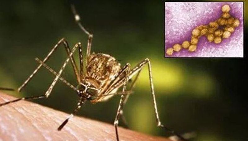 Fear of West Nile fever in Mysuru high alert at border gvd