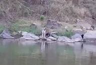 Tigers of Panna Reserve Madhya Pradesh seen frequently