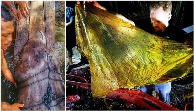 40Kg of plastic waste found inside dead whale