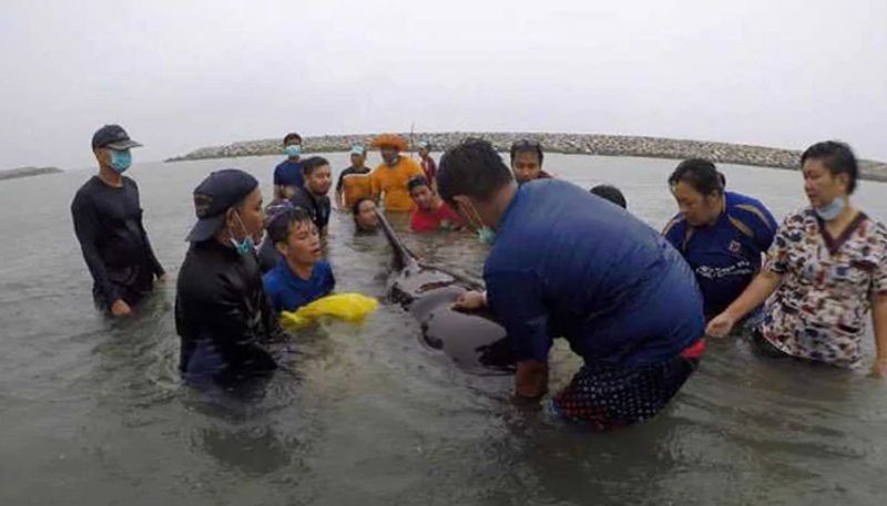 philippines dead whale found with 88 pounds of plastic inside body