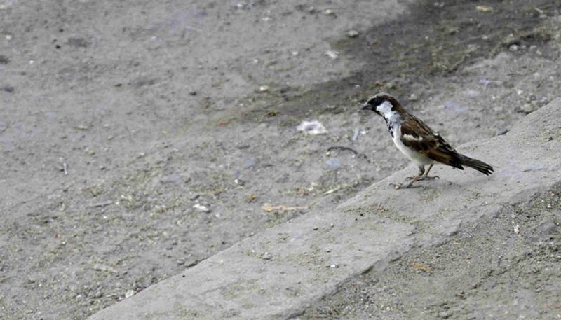 World sparrows day