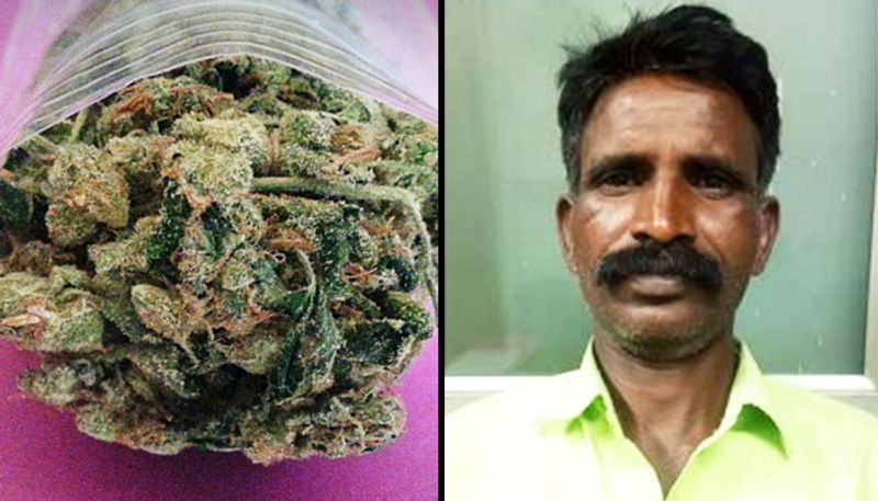 CCB arrests Odisha resident seizes Rs 7 lakh worth ganja