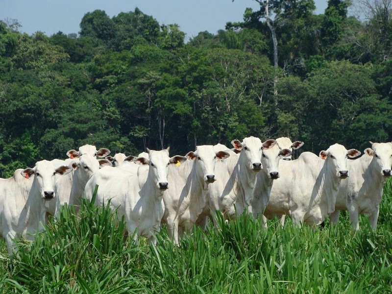 Mystery.. The bodies of hundreds of cows were found in shivpuri forest in Madhya Pradesh. What really happened?..ISR