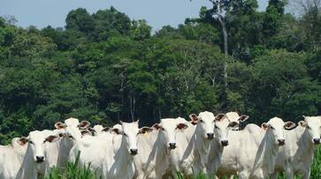 Cows only prevent earth from becoming a desert