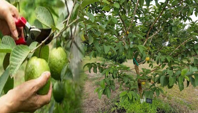 How Guava tree is related to Vastu