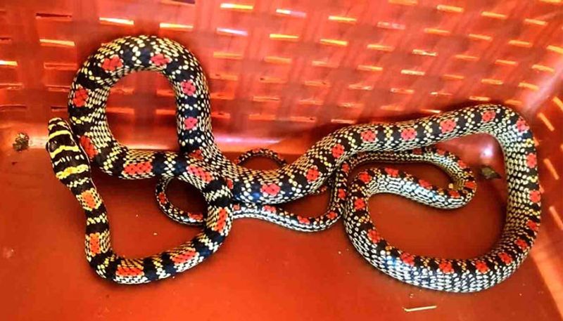 golden tree snake found in Udupi