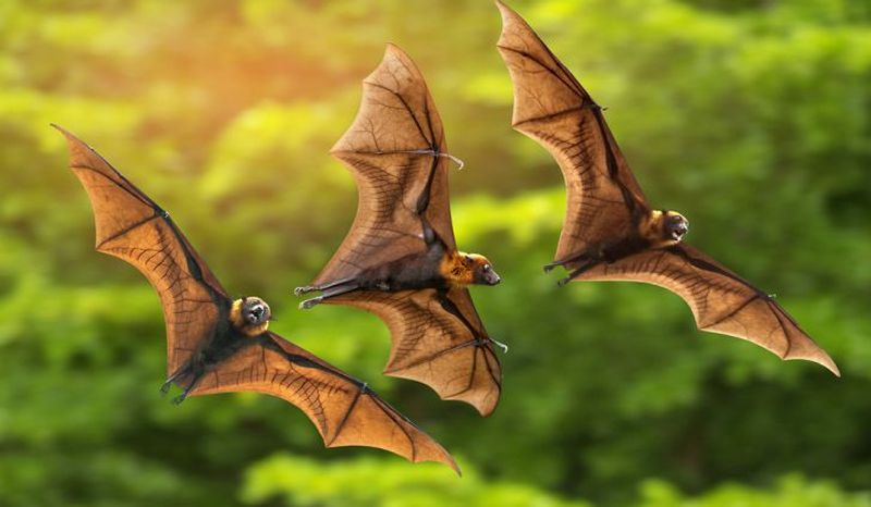 icmr study detects presence of coronaviruses in two Indian bat species