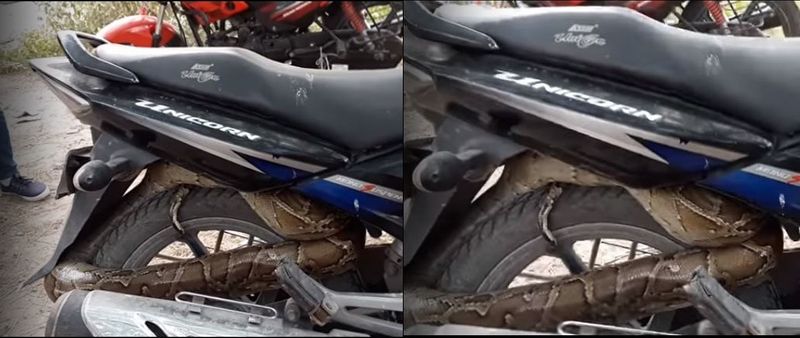 Big python curled up on honda unicorne bike inside owner shocked