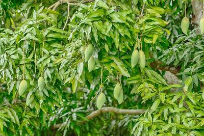 ব্লাড সুগার নিয়ন্ত্রণে রাখতে কার্যকর এই পাতা, জেনে নিন এই অব্যর্থ ঘরোয়া টোটকা