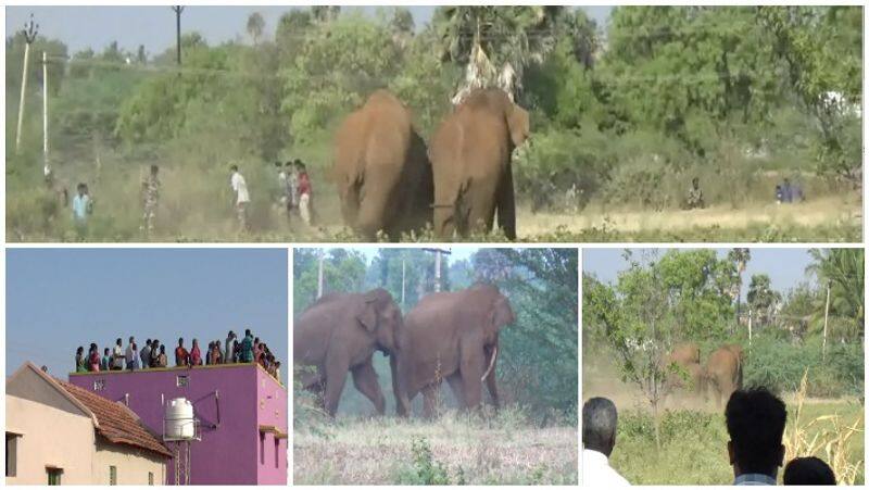 Wildlife in the city ...! The scene shattered for hours to fight ...Video