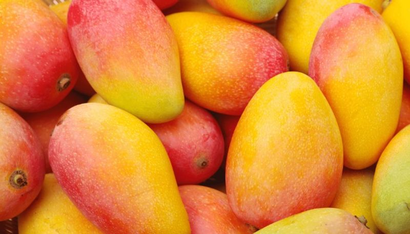 Bengaluru organic Mango Mela: City folk to taste variety as season ripens on May 30