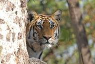 5 best wildlife safari destinations in South India that you must check out