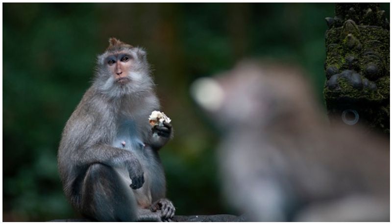 Chinese Scientists added human brain genes to monkeys