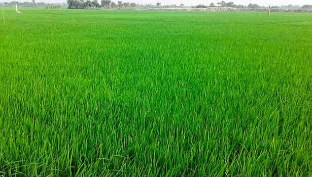 madikeri paddy field diseased