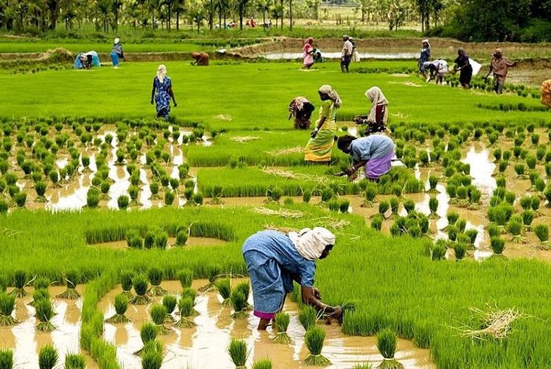 Planting of Paddy on Main Road in Gangavati