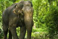 Elephant picks up man defecating in open, runs around with him