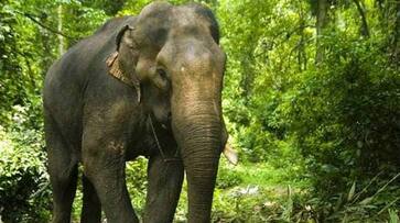 Elephant picks up man defecating in open, runs around with him