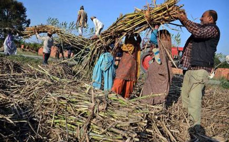 Nandi Factory Decided to Give 2525 Rs Per ton of sugar cane