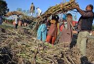 Sugarcane crushing faster than last year, sugar production up to 4 lakh tons by November 5