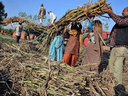 Sugarcane crushing faster than last year, sugar production up to 4 lakh tons by November 5